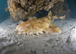 Wobbegong. Moreton island. D200, 10.5mm. by Derek Haslam 